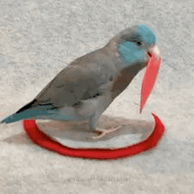Blue And Gray Bird Standing On Red Circle With Leaf In Beak GIF