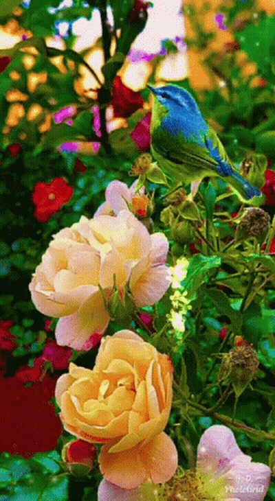 Blue And Green Bird On Yellow Rose GIF