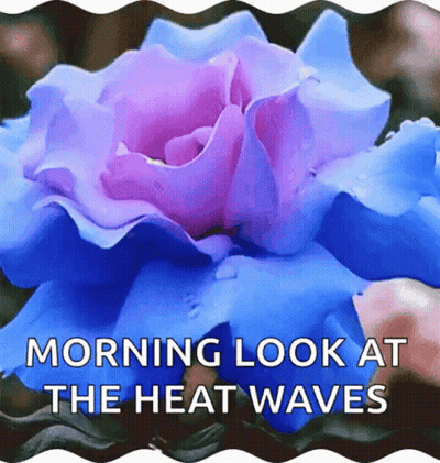 Blue And Purple Rose Morning Look GIF
