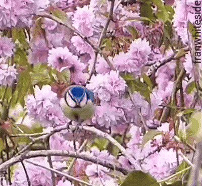 Blue And White Bird On Branch With Pink Flowers GIF