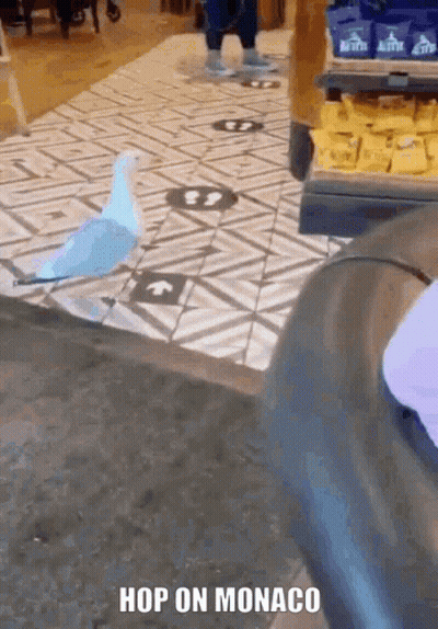 Blue And White Bird Saying Hop On Monaco GIF