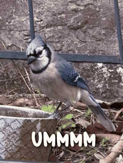 Blue And White Bird Standing Next To Ummm GIF
