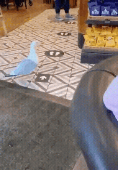 Blue And White Bird Standing On Tiled Floor GIF
