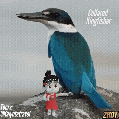 Blue And White Collared Kingfisher GIF