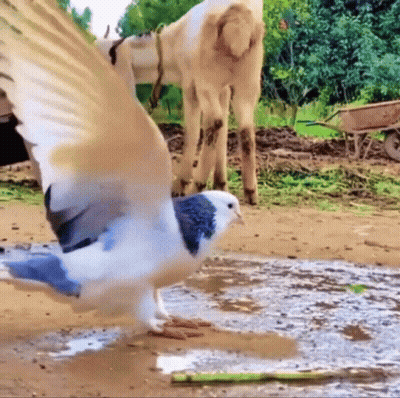 Blue And White Pigeon Standing GIF