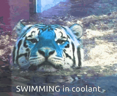 Blue And White Tiger Swimming GIF