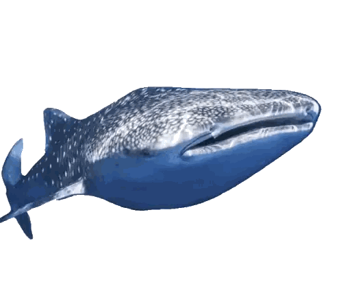 Blue And White Whale Shark Mouth Open Sticker