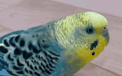 Blue And Yellow Parakeet Looking At Camera GIF