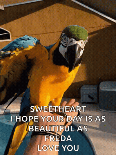 Blue And Yellow Parrot On Hand Saying Sweetheart GIF