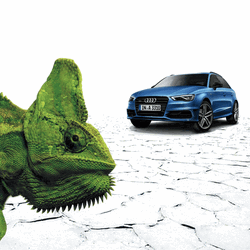Blue Audi And An Iguana