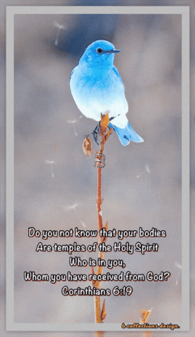 Blue Bird On Branch With Corinthians 6 Quote GIF