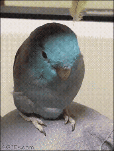 Blue Bird Sitting On Rock With 4Gifs.com Watermark GIF