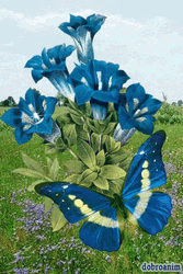 Blue Butterfly Blue Flower