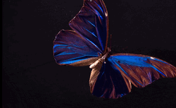 Blue Butterfly Digital Studios