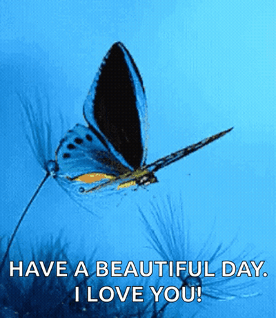Blue Butterfly Flying Have Beautiful Day I Love You GIF
