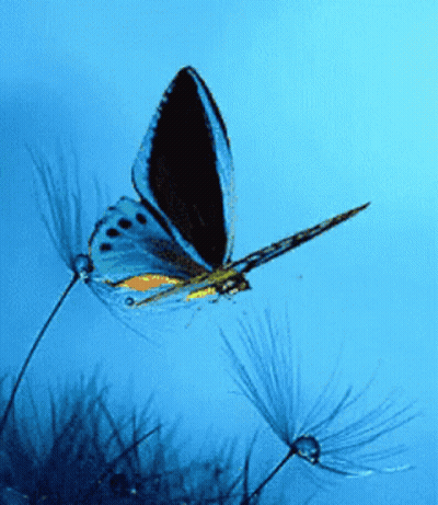 Blue Butterfly Flying Over Plant Saying Have A Beautiful Day I Love You GIF