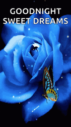 Blue Butterfly Good Night