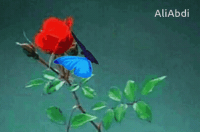 Blue Butterfly On Red Rose GIF