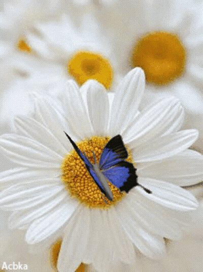 Blue Butterfly On White And Yellow Flower GIF