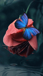 Blue Butterfly Red Rose
