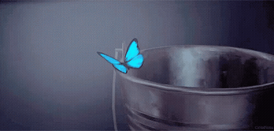 Blue Butterfly Sitting In Metal Bucket GIF