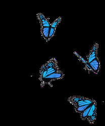Blue Butterfly Stickers GIF