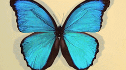 Blue Butterfly Wing Zoom In