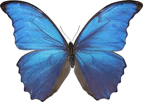 Blue Butterfly Sticker