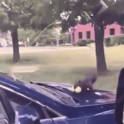 Blue Car With Squirrel On Hood GIF