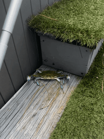 Blue Crab Crawling On Wooden Deck Near Planter GIF
