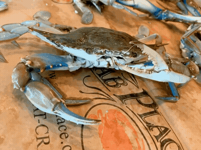 Blue Crab On 'Crab Place' Paper GIF