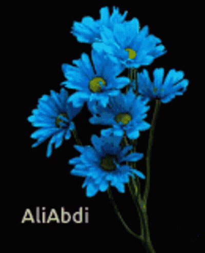 Blue Daisies With Aliabdi Name GIF