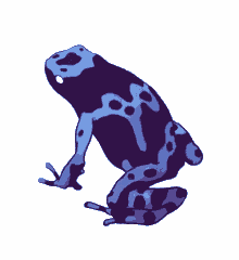 Blue Dart Frog Art