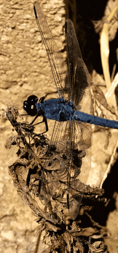 Blue Dragonfly Perched On Wood GIF