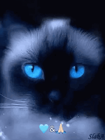 Blue-Eyed Black Cat Looking At Camera With Heart GIF
