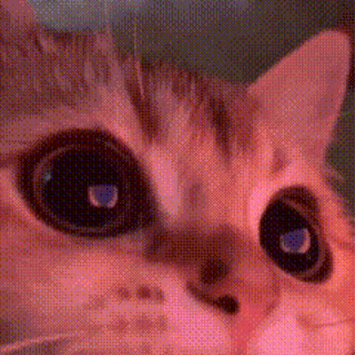 Blue-Eyed Cat Close-Up GIF