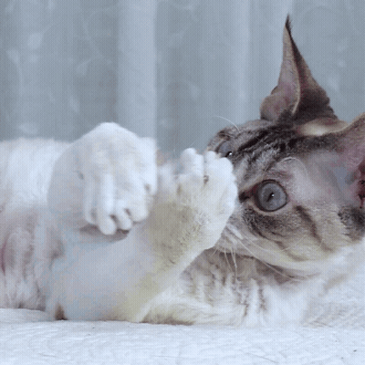 Blue-Eyed Cat Playing With Paw On Back GIF