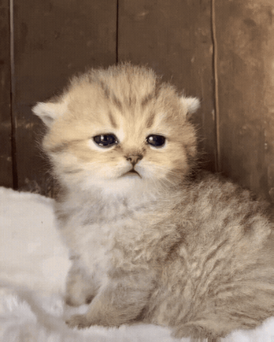 Blue Eyed Kitten Sitting On Blanket GIF
