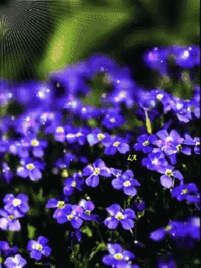 Blue Flowers With Letter Lr GIF