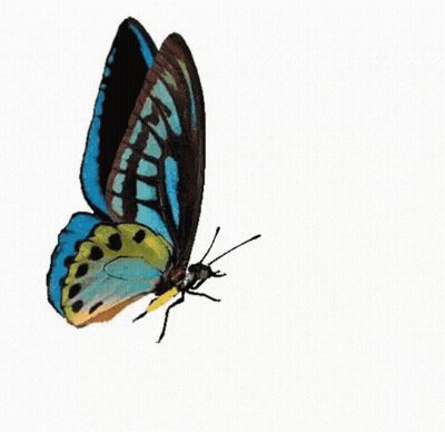 Blue Heart With Blue Butterfly I Love You GIF
