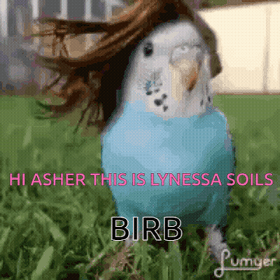 Blue Parakeet In Grass Saying Hi Asher This Is Lynessa Soils Birb GIF