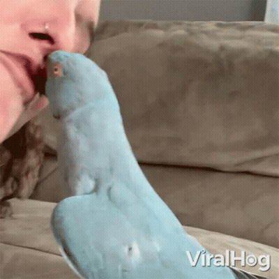 Blue Parrot Licking Woman's Face Viralhog GIF