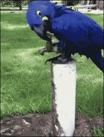 Blue Parrot Perched On Pipe In Park GIF