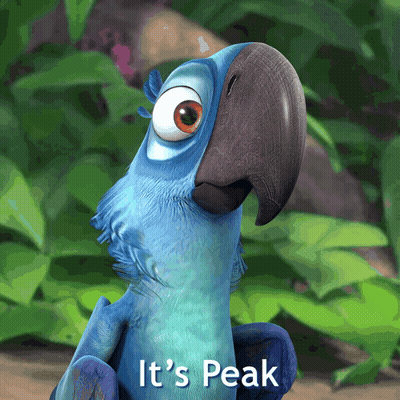 Blue Parrot Saying It's Peak GIF