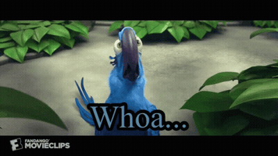 Loro azul diciendo Whoa GIF