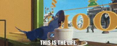 Blue Parrot Sits Next To Coffee Saying This Is The Life GIF