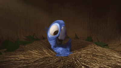 Loro azul sentado en paja GIF