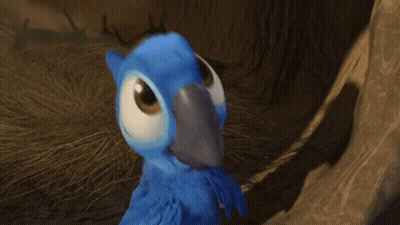 Loro azul con ojo grande y pico gris GIF