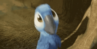 Blue Parrot With White Beak GIF