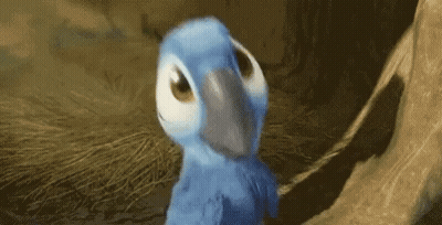 Blue Parrot With White Beak GIF